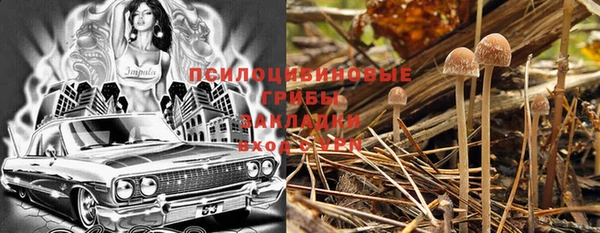 хмурый Белокуриха